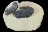 Bargain, Crotalocephalina & Reedops Trilobite Association #120075-1